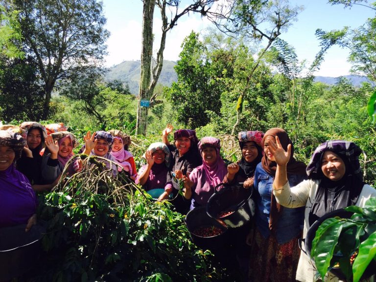 Kafijas audzēšana Indonēzijā, Sumatrā