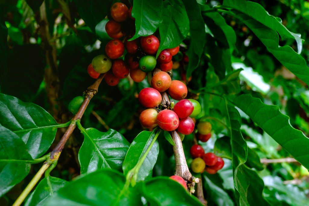 Kafijas augļi