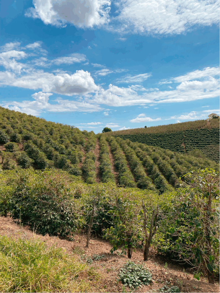 Brant Coffee Sul de Minas kafija