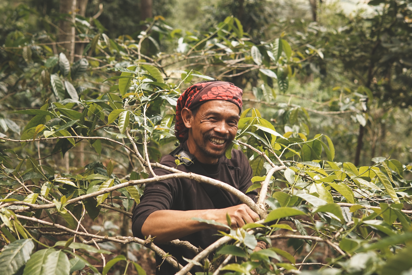 Brant Coffee Indonēzija Java