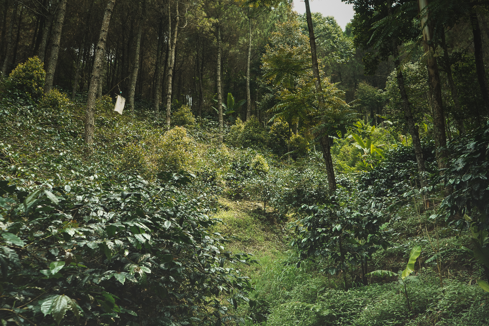 Brant Coffee Indonēzija Java