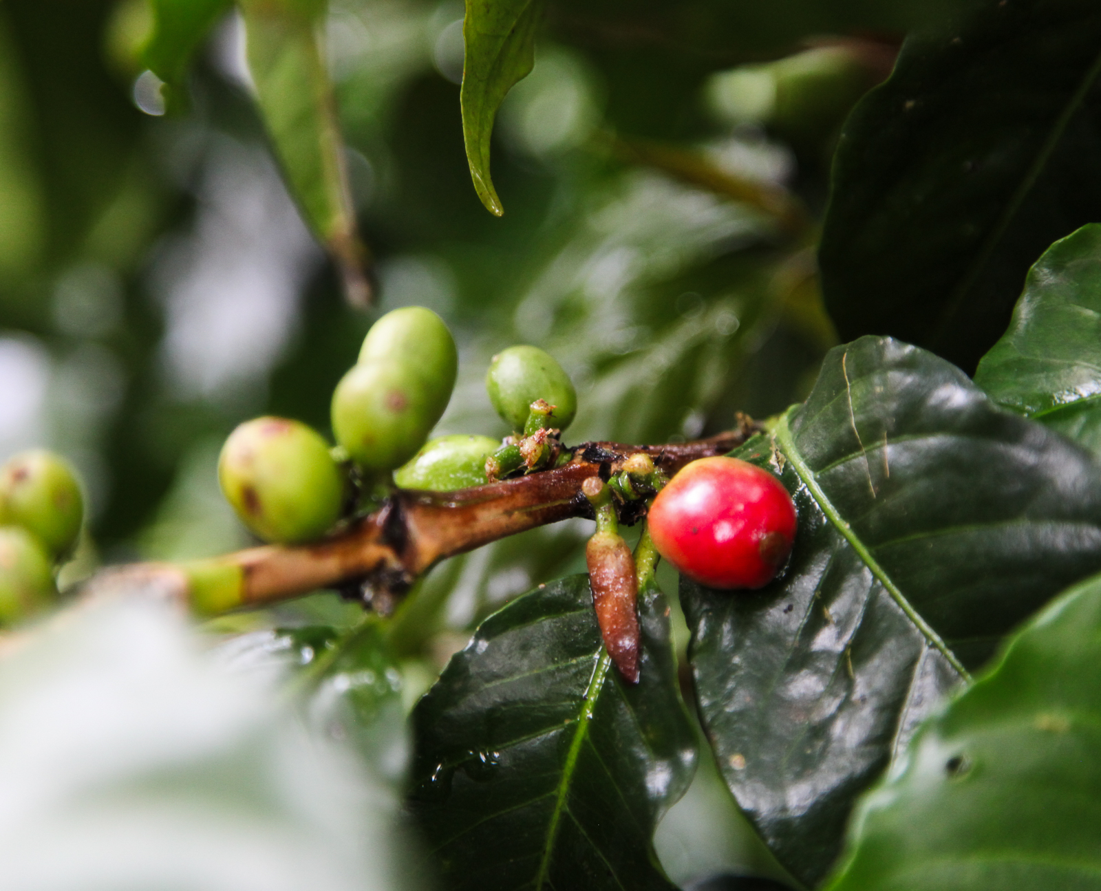 Kafija Kolumbija Brant Coffee