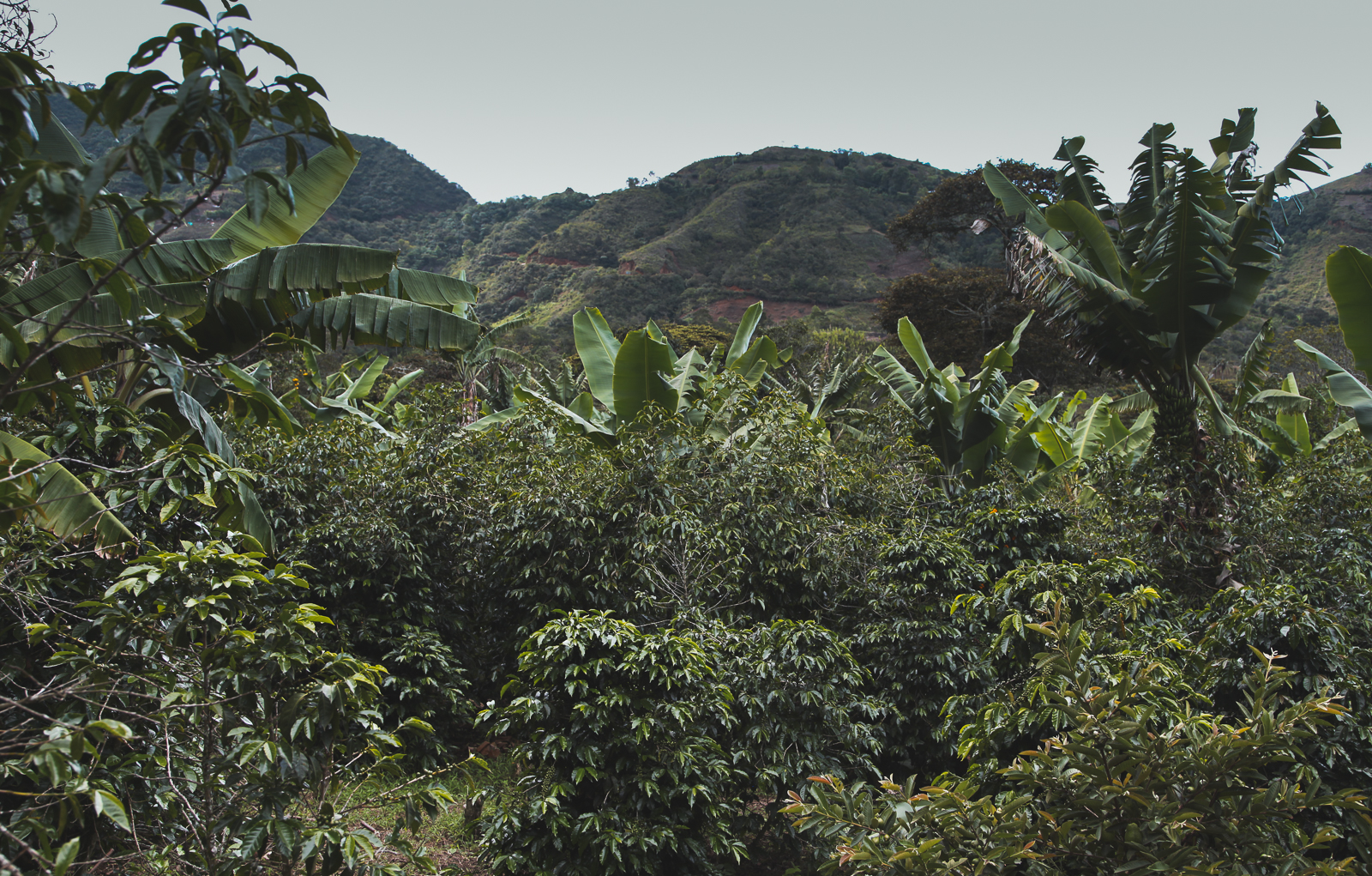 Kafija Kolumbija Brant Coffee